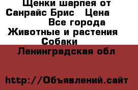 Щенки шарпея от Санрайс Брис › Цена ­ 30 000 - Все города Животные и растения » Собаки   . Ленинградская обл.